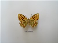 藏品(燦豹蛺蝶)的圖片